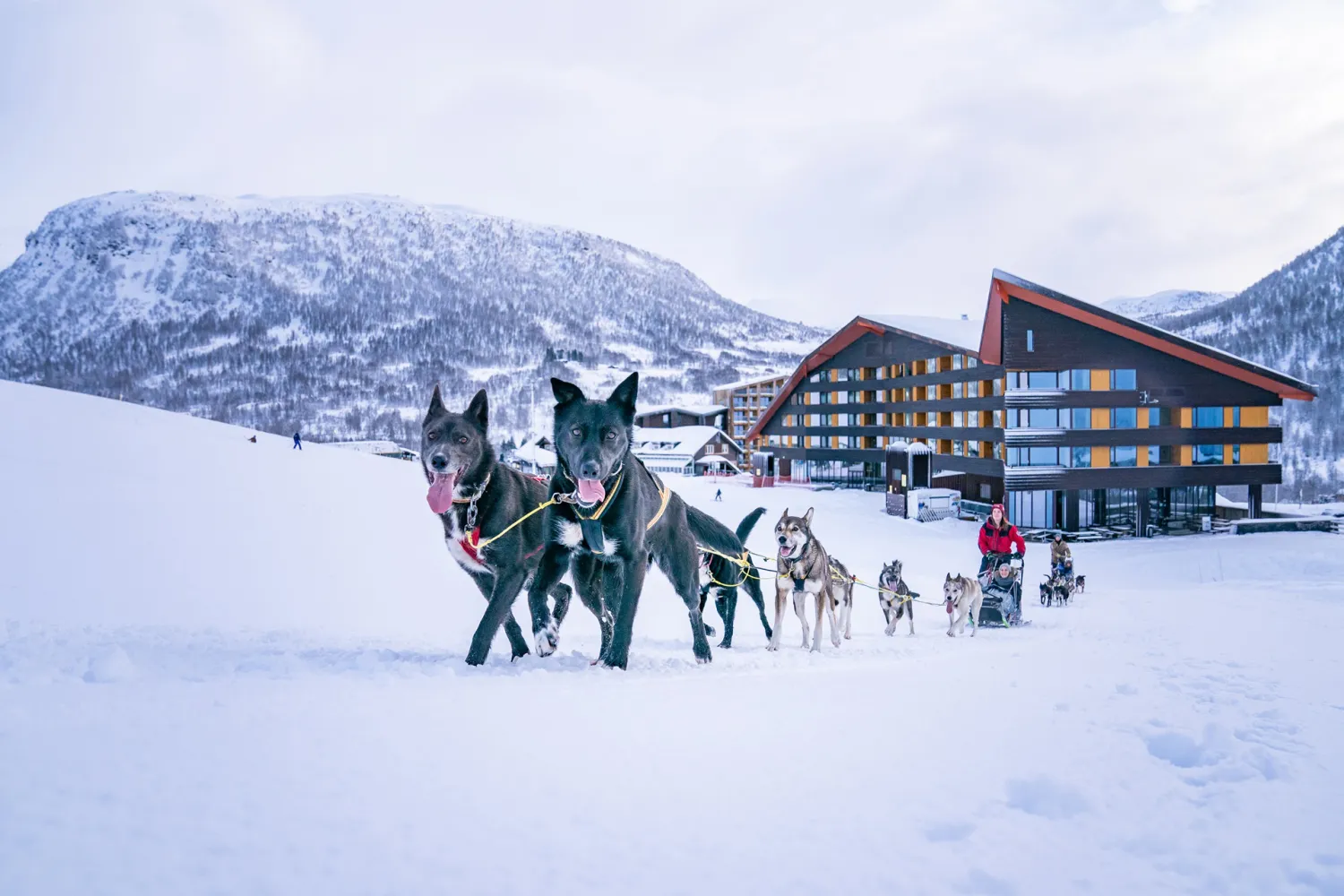 Husky sledding at Myrkdalen